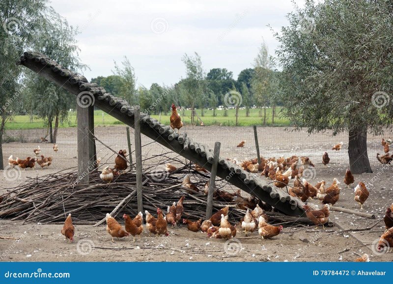 Een Kijkje op de Populaire Chicken Road Online Casino Spel, chicken road game