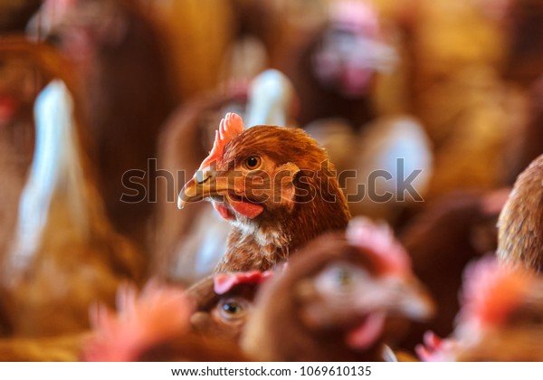 Learn about chicken road demo