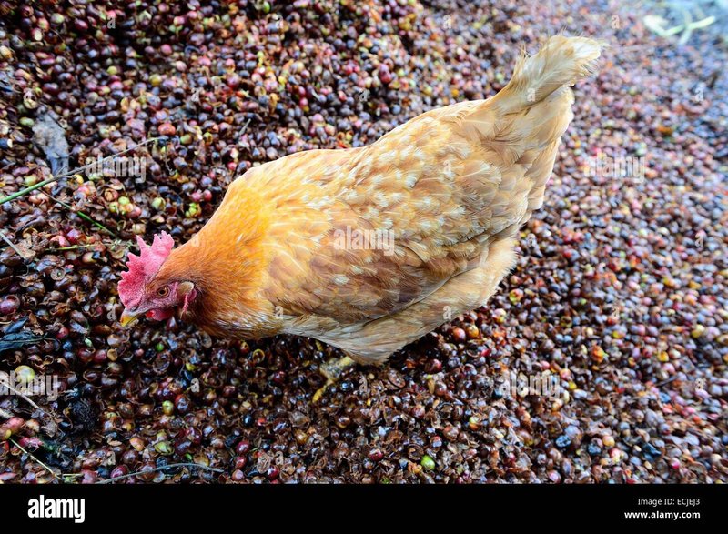 Guide to chicken road game